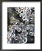 Azalea Plants Encased in Ice, Portland, Oregon, USA Botanical Framed Art Poster Print by Steve Terrill, 18x22