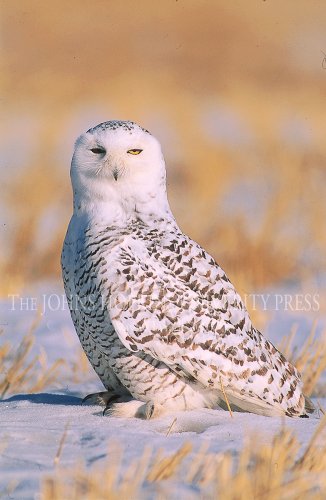 Owls of the United States and Canada: A Complete Guide to Their Biology and Behavior under Animals in The Books Store