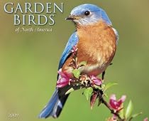Garden Birds 2009 Calendar