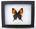 Framed Violet Daggerwing Butterfly Riker Mount (5