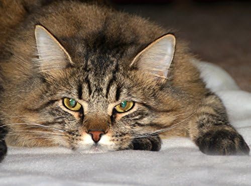 Achy Paws Self-warming Pet Mat (Large - 40"x30")