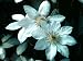 Henryi Clematis Vine - Pure White - Potted