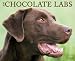 Just Chocolate Labs 2009 Calendar (Just)