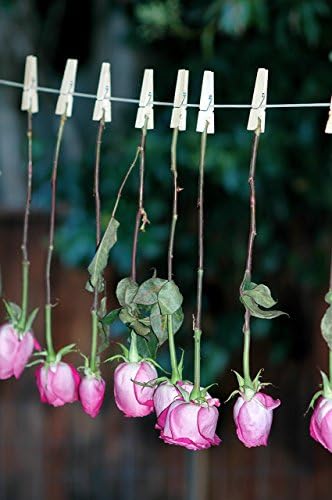 Clothespins and Roses
