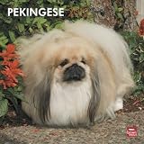 Pekingese 2012 Square 12X12 Wall Calendar