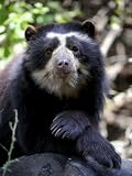 Portrait of Male Spectacled Bear Chaparri Ecological Reserve, Peru, South America Premium Poster Print by Eric Baccega, 18x24