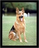 German Shepherd (Sitting) Gold Wood-Mounted Art Poster Print - 16 X 20