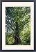 Framed Prints of CLA-473 Dawn Redwood Tree from Ardea Wildlife Pets
