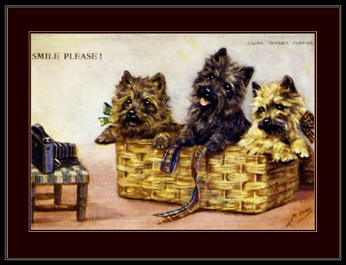Picture Print Cairn Terrier Puppy Dogs Art