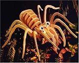 Tarantula 3D Woodcraft Construction Kit