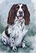 The Dog Food Report - A Primer On What Food Choices Are The Best For YOUR Dog!