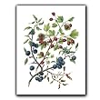 Berries - Gift Enclosure Cards (set of 12)