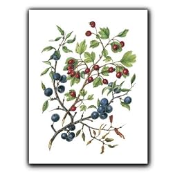 Berries - Gift Enclosure Cards (set of 12)