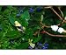 Easy Mister - for Attracting Birds, Easily Attaches to Any Garden Hose