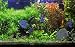 A Planted Freshwater Aquarium with Discus Fish. - 36"W x 23"H - Peel and Stick Wall Decal by Wallmonkeys