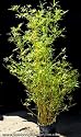 Silverstripe Bamboo Plants