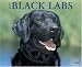 Just Black Labs 2008 Calendar (Just)