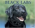 Just Black Labs 2008 Calendar (Just)