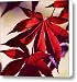 Japanese Maple Canvas Print / Canvas Art - Artist Norman Andrus
