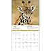 Giraffes National Geographic 2015 Wall Calendar
