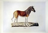 C1990 Mammals Quagga Couagga Equus Colour Print