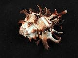 DSD Spiney Murex Shell SPIN-MUREX