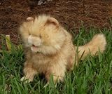 Cat (persian) 15in Animal Puppet (P8072M)