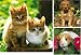 Ravensburger Puzzle - Home Animals - 3 Puzzles in a Box (49 pieces each)