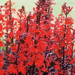 1 X Lobelia Cardinalis Queen Victoria - Crazy Daisy In A 9cm Pot - Herb - Hardy Perennial Plant - Flowering Plants Shrubs