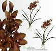 TWO 33" Cymbidium Orchid Bendable Artificial Silk Flowers