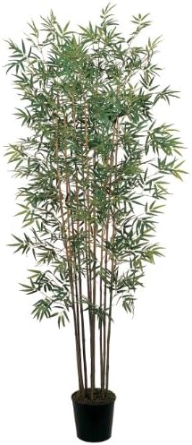 Mini Bamboo Silk Tree 6'