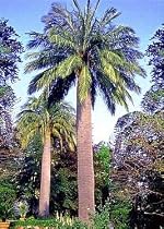 Hardy Chilean Wine Palm 8 Seeds - Jubaea chilensis