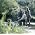 Miniaturansicht von The Dubliners