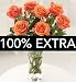 (00696500) Autumn Dawn - 100% More Blooms in Miscellaneous