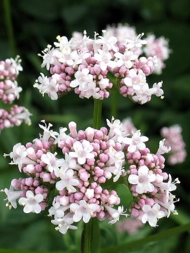 250 VALERIAN (Garden Heliotrope / Heal All) Valeriana Officinalis Herb Flower Seeds 250 VALERIAN (Garden Heliotrope / Heal All) Valeriana Officinalis Herb Flower Seeds