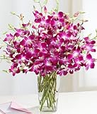 Purple Dendrobium Orchids