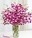 Purple Dendrobium Orchids Purple Dendrobium Orchids