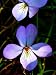 Bird's Foot Violets Viola Pedata 3 Roots