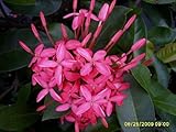 Ixora Plant