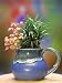 Indoor Easy Bonsai - Dwarf Jolly Pitcher Bonsai Bouquet with Flowering & Exotic Bonsai Plants and Grass Combo
