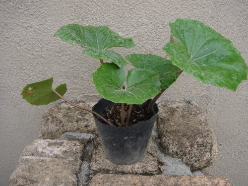 ツワブキ　3本