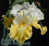 Tall Bearded Iris *Jean Marie*