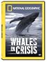 Whales in Crisis