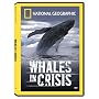 National Geographic: Whales in Crisis