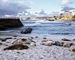 Seals on a La Jolla, California, Beach - Delightful 16x20 Photographic Print by Carol M. Highsmith