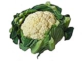 花市場直送便 野菜苗 カリフラワー スノークラウン 35入
