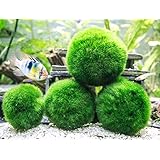 Aquatic Arts 4 Giant 2 to 2.5" Very High Quality Real Marimo Moss Balls, X-Large