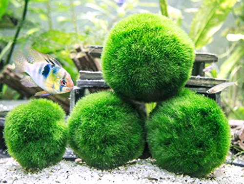 4 giant marimo moss balls and 1 nano marimo by aquatic …