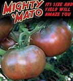 Mighty 'Mato Grafted Cherokee Purple Tomato Plant - Easy to Grow/More Fruit