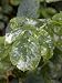 Powdery Mildew on Rose Leaf Caused by Sphaerotheca Pannosa Photographic Poster Print by Kidd Geoff, 18x24